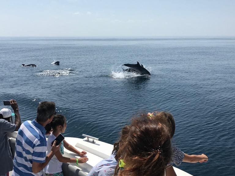 Dolphin Watching in Setúbal Bay - Did you know that our company is the first tourism company in the Setúbal region...